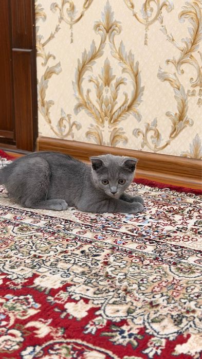 продается кошка скотишфолд