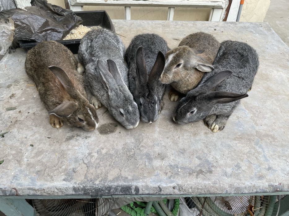 Quyon flandir bolalari sotiladi