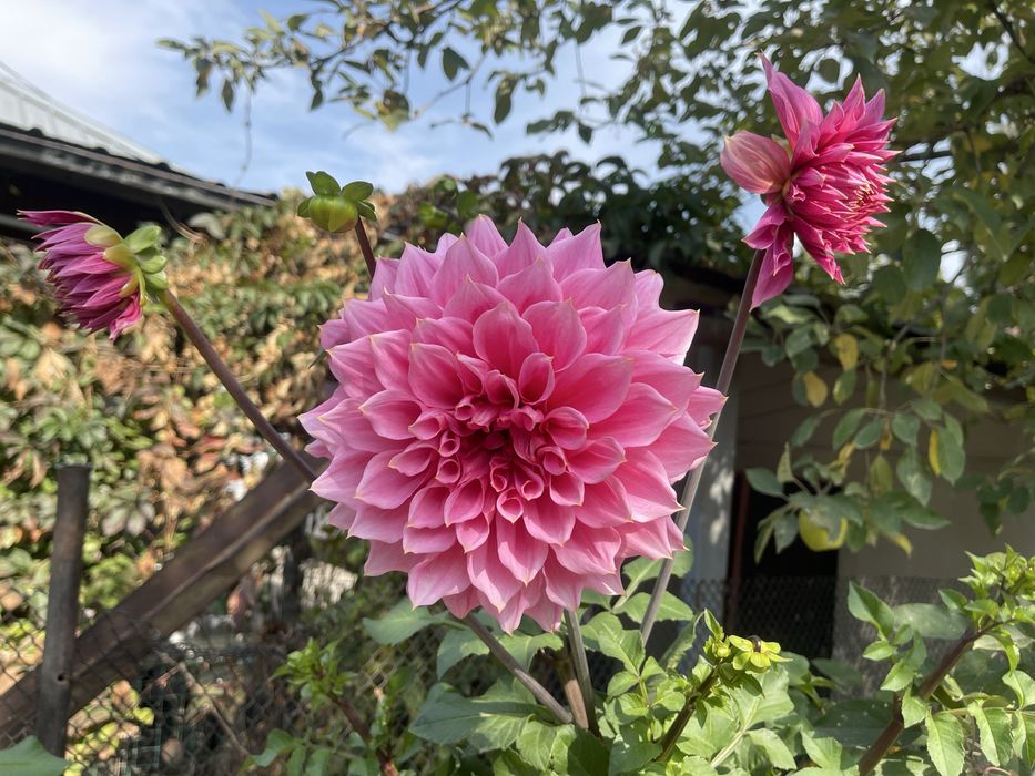 Георгины крупные розовые