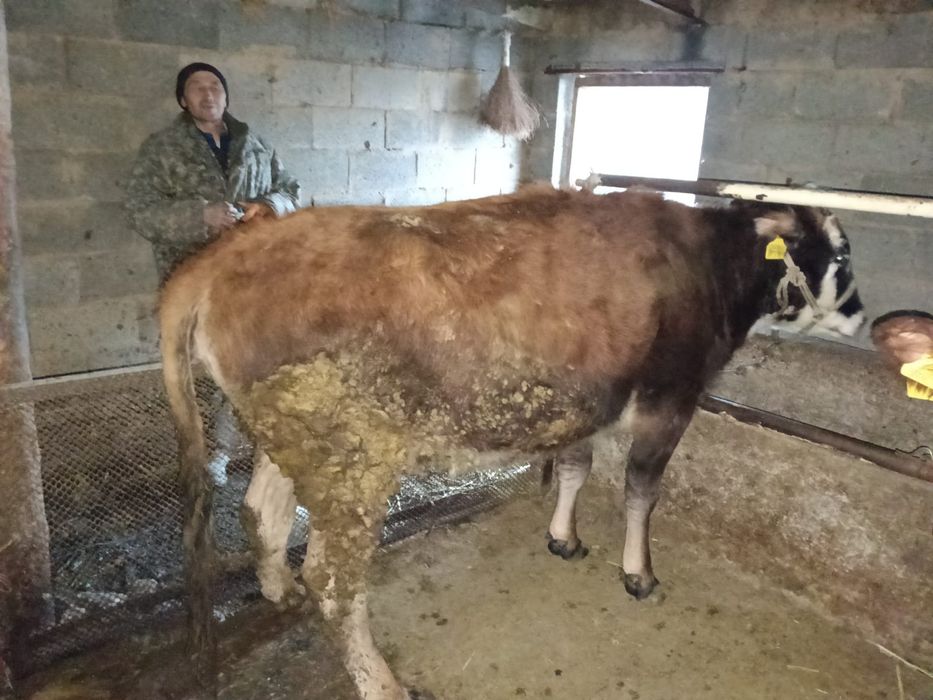 Сиыр Тана 4ай байланған семіз сатылады