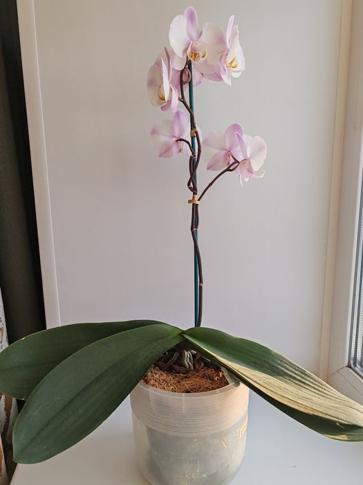 Орхидея фаленопсис