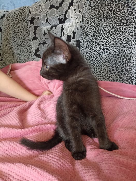 Отдаем котенка в добрые руки.