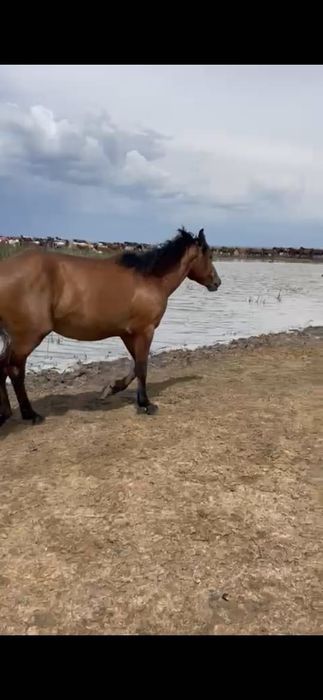 Бие бес жасар - 650мың