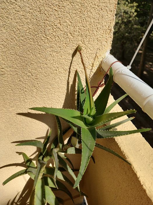 Алое Вера разстение