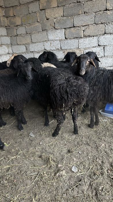 Кошкар  токты.    9 айлык