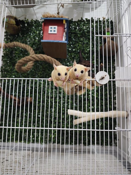 Сахарная сумчатая летяга