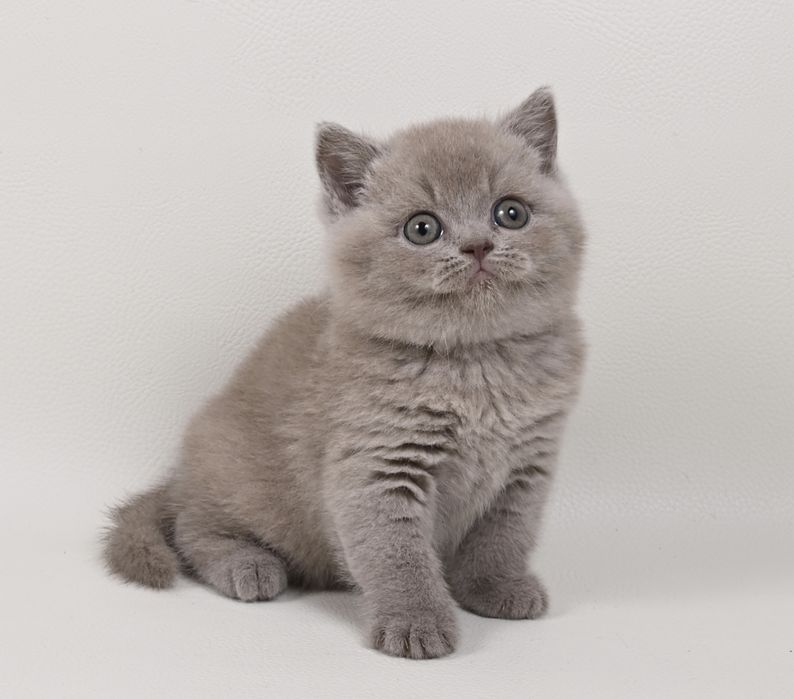 Pisoi British Shorthair colour lilac cu pedigree