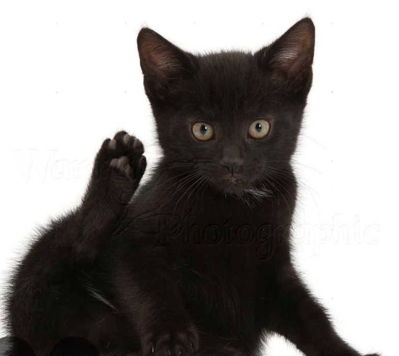 в добрые руки. Все вопросы по содержанию буду рада обсудить