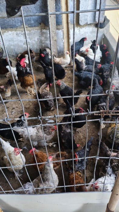 Продам кур домашних