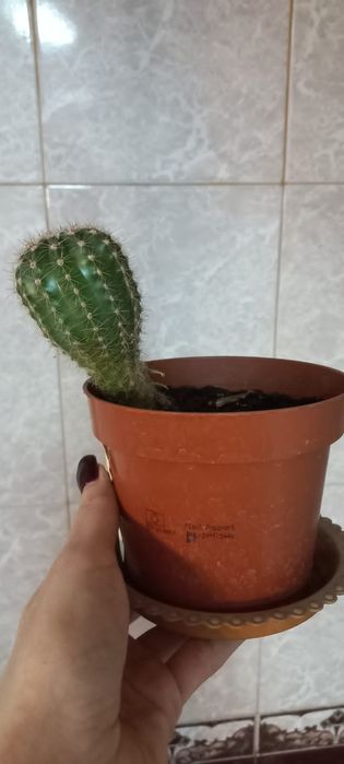 Кактус в горшочке