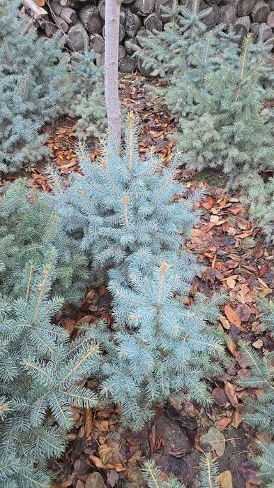 Mirzaxmat ota archalari Ель голубая archa goluboy serebristiy