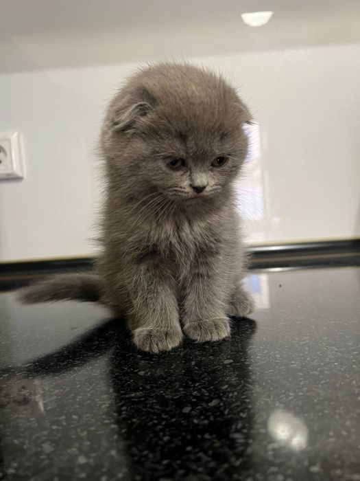 Породистые кошки