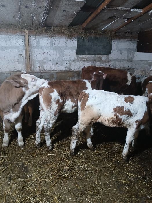 Vând vitele baltate