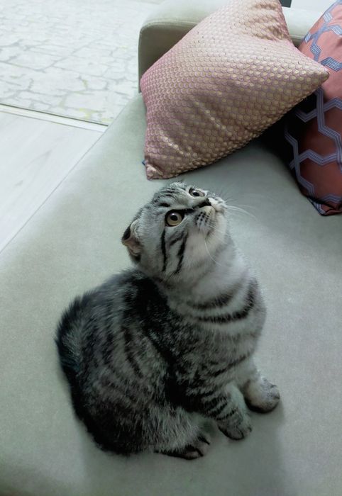 Продаётся кот skotish fold готовый к вязке