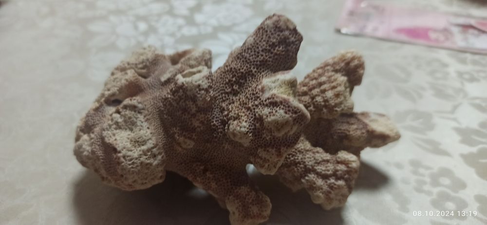 Продам морские кораллы