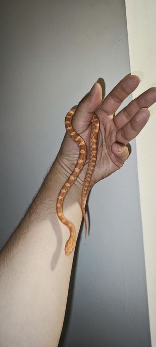 Маисовый полоз змея