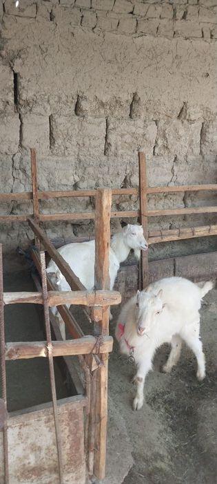 Ешкі теке лағымен сатылады