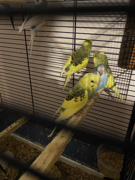 Papagali perusi de vanzare