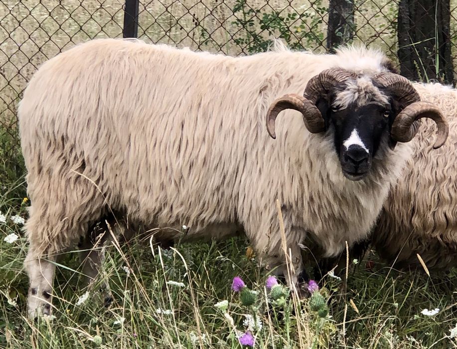 Berbec breaz de vânzare