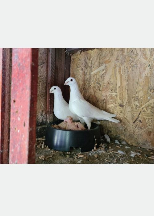 Vând porumbei voiajori albi