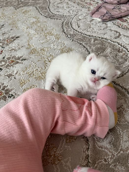 Продаются котята , mushuk sotiladi
