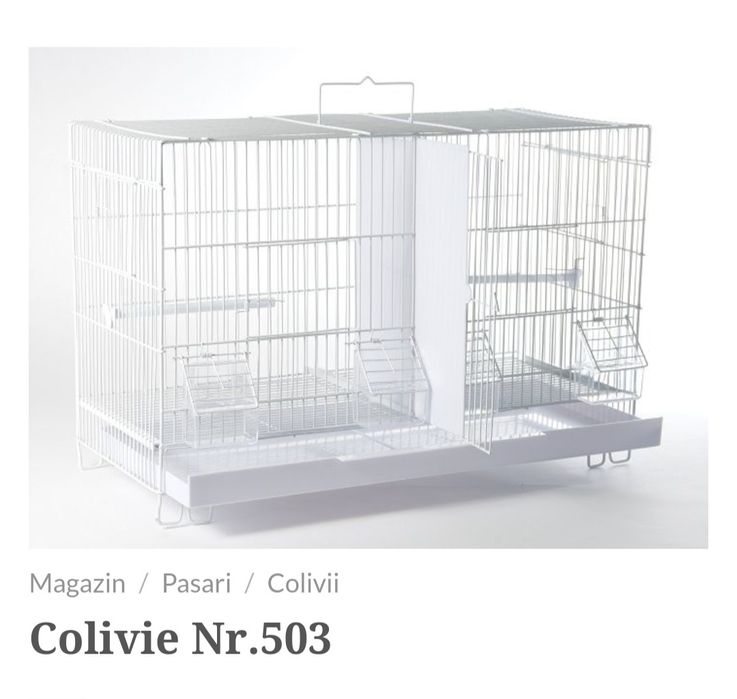 Canari și canarite