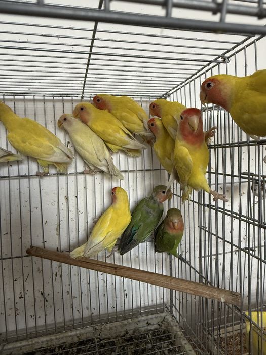 Попугаи неразлучники