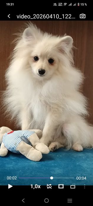 Померанский шпиц мини стандарт 5 мес