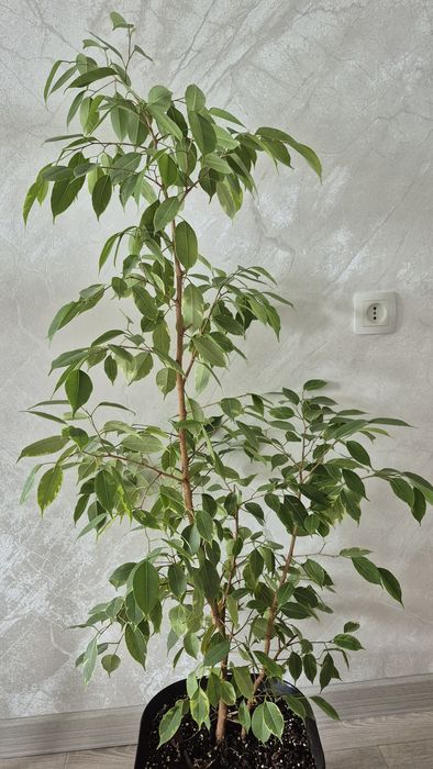 Филодендрон Pink Congo. Аглаонема Pink