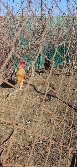 Петух породистый