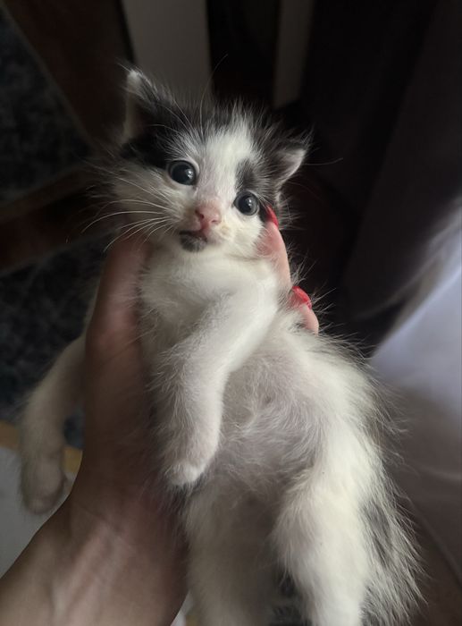 Отдам котенка(мальчик)