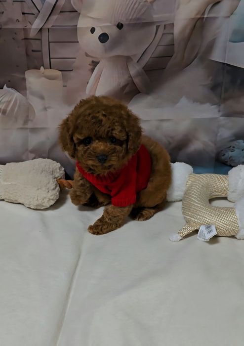 Пудел той с родословие  5 поколения назад