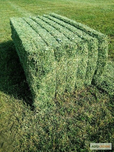 Сено Люцерна Клевер под скос, шөп, жонышқа орып алғанға