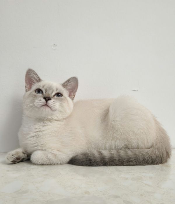 котёнок девочка 4 месяца
