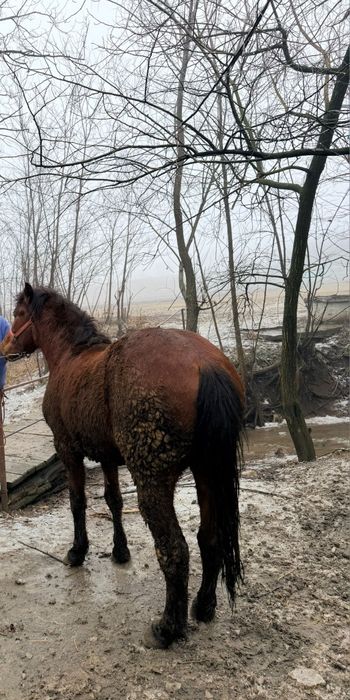 Vând doi mânji harmasari