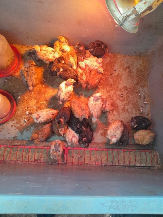 Pui de vânzare  16 lei bucata