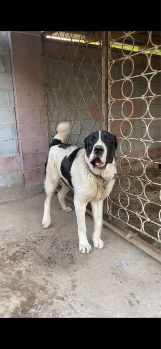 Продам тяж Алабай 1.2 кабель сао