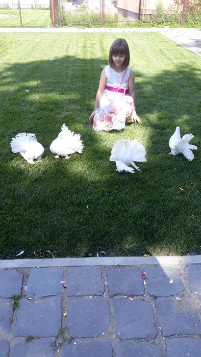 Porumbei pentru momente de vis