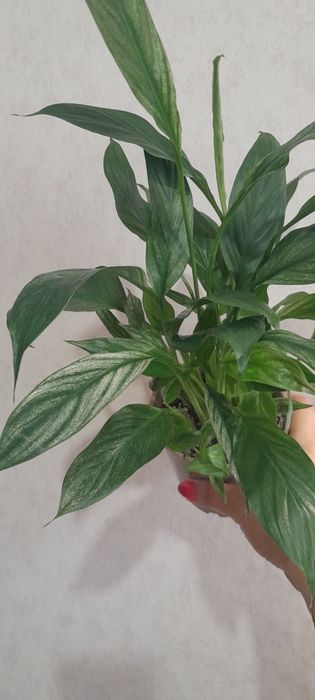 Спатифиллум варигатный