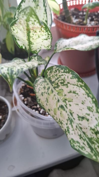 Продам комнатные цветы