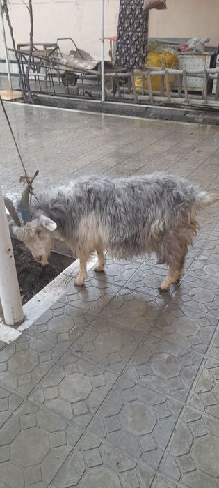 Ечки сотилади арзон нархда!