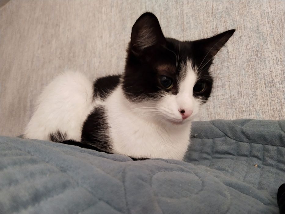 Ищем дом для кошечки