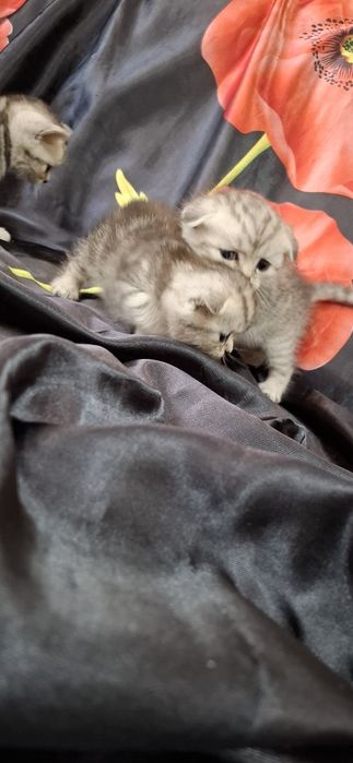 Шотландские вислоухие котята