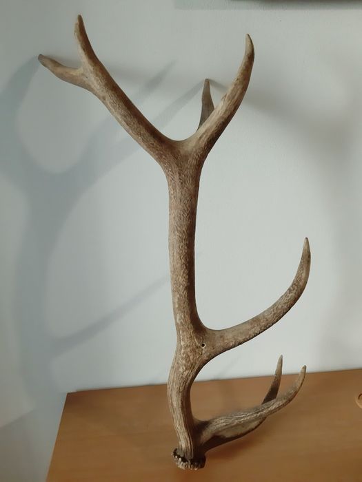 Еленови рога - различни размери