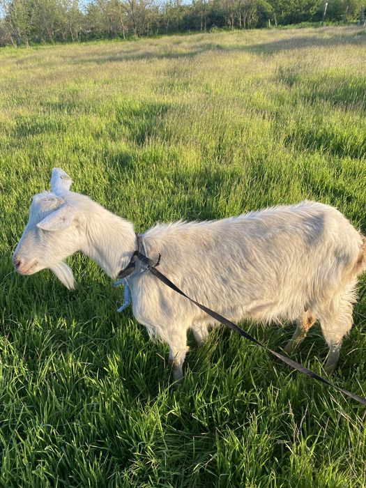 Продавам коза с мляко