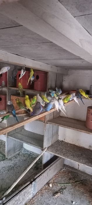 Peruși de vînzare