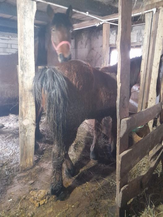 Mânza  si mânz de vânzare