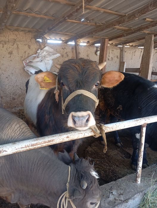 Домашний бык 1.2 месяцев