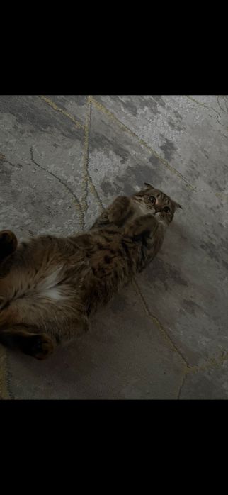 Продается Кот