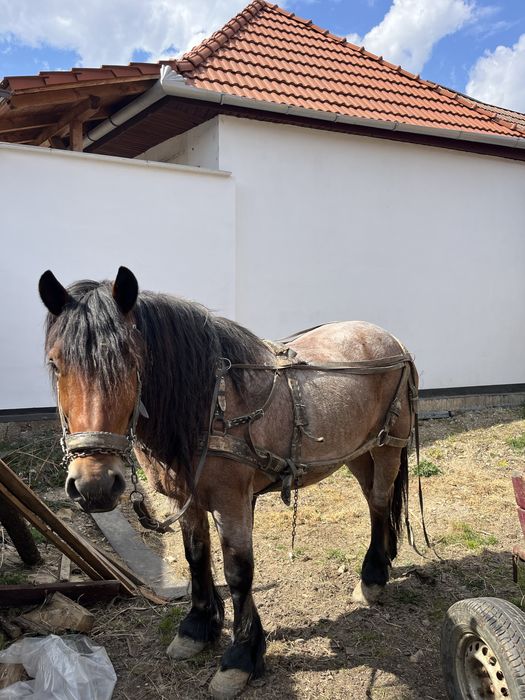 Vand cal de tractiune